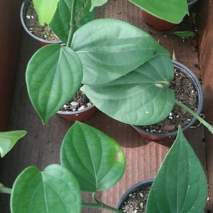May include: Close-up of several potted plants with large, green leaves. The plants are in brown pots and are arranged in a row on a wooden surface.