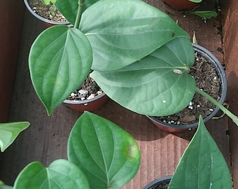 LARGE Black Pepper plant!! Grow your own Peppercorn! 12-16 inch plant in 4 inch pot