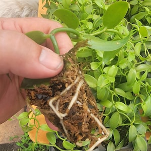 Vanilla planifolia Rooted plant!! 8-12 inches long with great root system! Vanilla orchid, Grow your own vanilla!