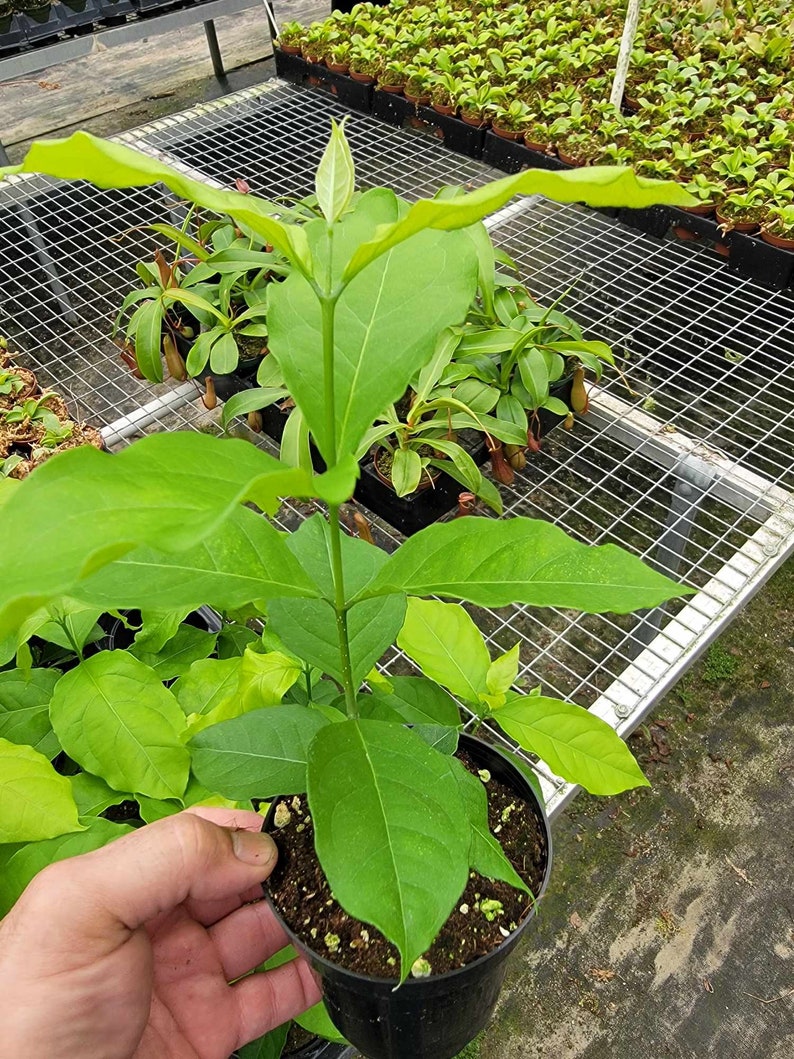 GreenDazeExotics Peanut Butter Fruit Tree - Thumbnail 4
