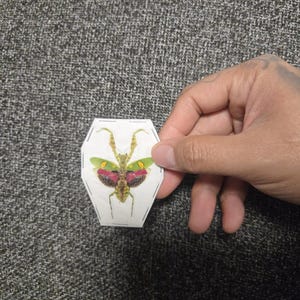Jeweled Flower Mantis