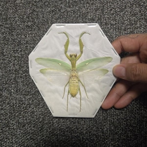 Large Asian Mantis