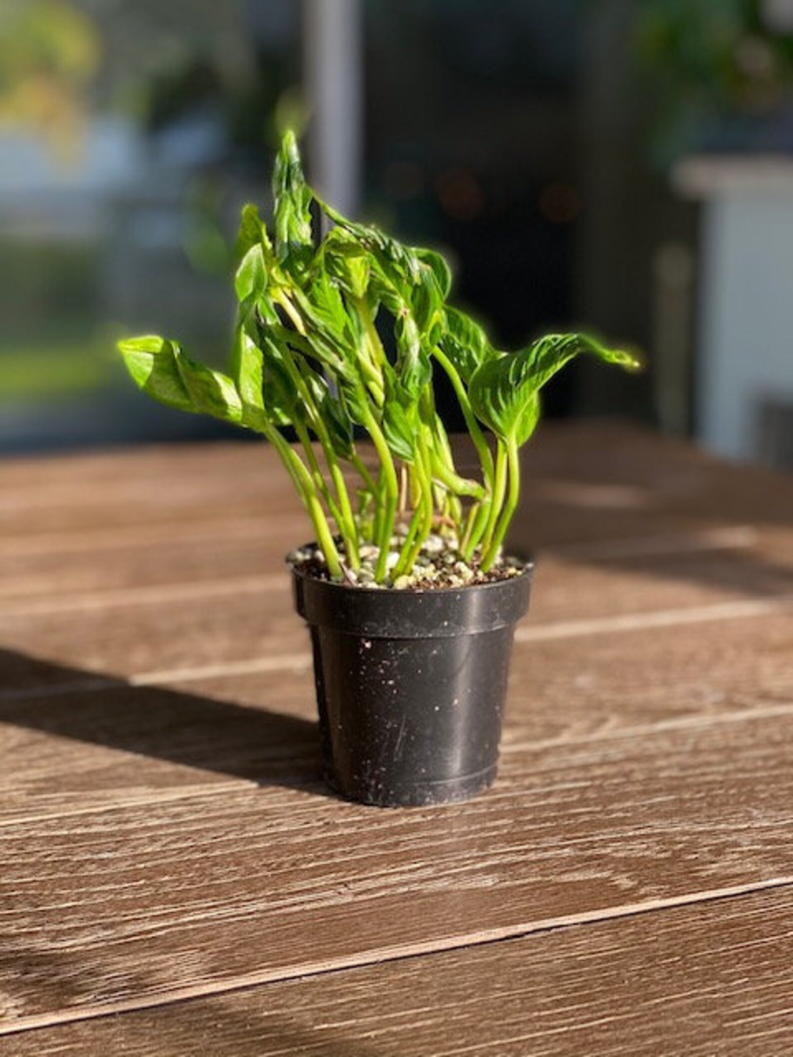 Epipremnum Shangri La VERY RARE Variegated Shangri La Etsy