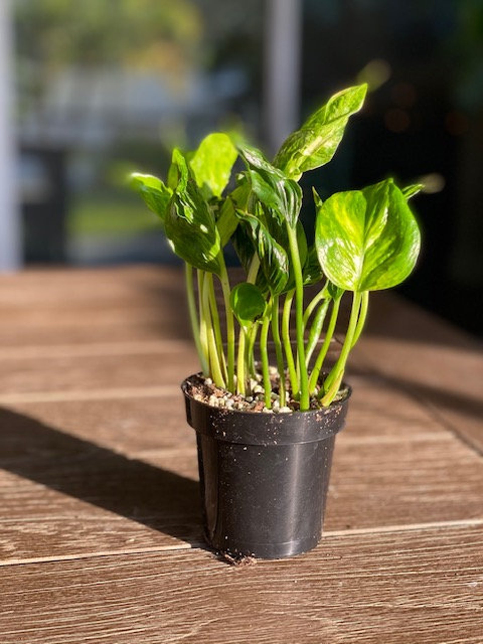 Epipremnum Shangri La VERY RARE Variegated Shangri La Etsy