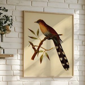 Vintage Bird Print, Bird Art, Bird Watcher Gift, Nature Illustration, Biology Nature Drawing, Exotic Bird Painting, Vintage Nature Print