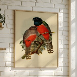 Vintage Bird Print,  Bird Lover Gift, Bird Wall Art, Nature Illustration, Science and Biology Nature Art, Bird Watcher Gift, Bird Painting