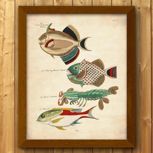 Ilustración colorida de peces biológicos vintage, decoración de pared náutica francesa abstracta, póster brillante de animales del océano, impresión de biología costera, CF 12