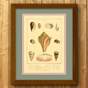 Ilustración de concha biológica vintage, arte de pared de ciencia de conchas marinas, impresión colorida de moluscos científicos, obra de arte de playa de conchas marinas, P1