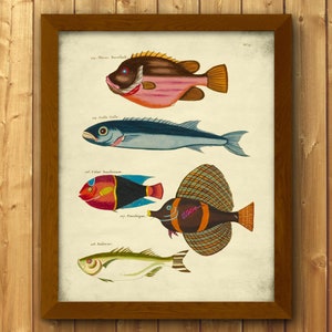 Ilustración de peces biológicos coloridos vintage, decoración de pared náutica francesa abstracta, póster brillante de animales del océano, impresión de biología costera, CF 1