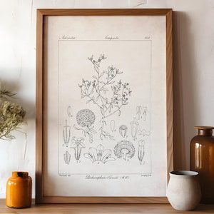 Wissenschaftliche botanische Illustration, Bauernhaus Blumen Druck, schwarzweiße Pflanze Poster, neutrale Wand Kunst, Cottagecore Blumen Zeichnung, P7