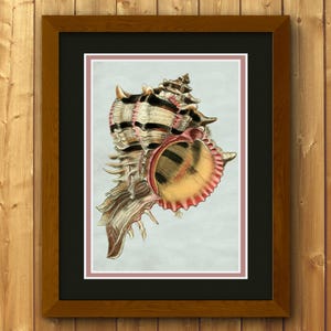 May include: A framed print of a detailed seashell illustration. The artwork features a large, intricately detailed shell with brown, black, and pink hues. The print is set against a light background, framed in a brown wooden frame, and mounted on a wooden wall.