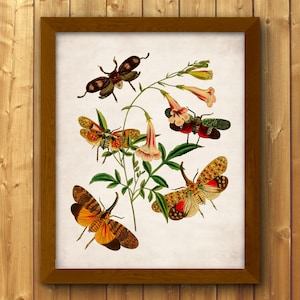 May include: A framed print featuring vintage illustrations of various insects and flowers. The insects are depicted with detailed wings and bodies in shades of brown, orange, and red. The flowers are pink and yellow, set against a white background.