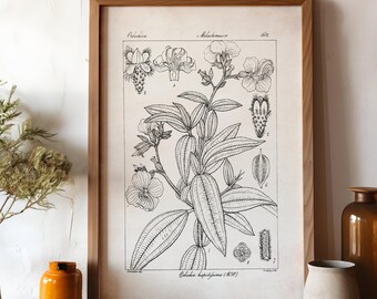 Scientific Botanical Illustration, Farmhouse Flower Print, Black and White Plant Poster, Neutral Wall Art, Cottagecore Floral Drawing, P8