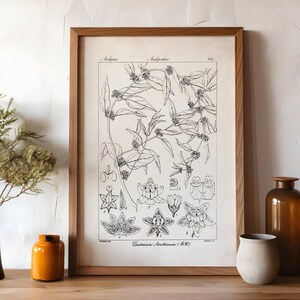 Wissenschaftliche botanische Illustration, Bauernhaus Blumen Druck, schwarzweiße Pflanze Poster, neutrale Wand Kunst, Cottagecore Blumen Zeichnung, P9