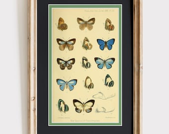 Illustrazione di farfalla biologica d'epoca, stampa di natura scientifica antica, arte murale finta Giclée di fattoria, poster di entomologia vittoriana, 9