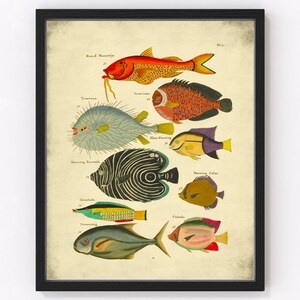 Ilustración de peces biológicos coloridos vintage, decoración de pared náutica francesa abstracta, póster de animales marinos brillantes, impresión de biología costera, CF 4