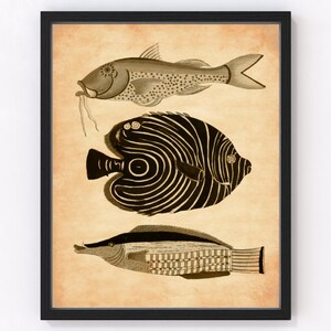 Ilustración de peces biológicos vintage, decoración de pared náutica francesa neutra, póster monocromático de vida marina oceánica, impresión de biología costera, MF 1