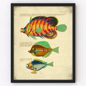 Ilustración de peces biológicos coloridos vintage, decoración de pared náutica francesa abstracta, póster de animales marinos brillantes, impresión de biología costera, CF 6
