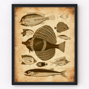 Ilustración de peces biológicos vintage, decoración de pared náutica francesa neutra, póster monocromático de vida marina oceánica, impresión de biología costera, MP1