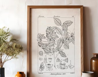 Scientific Botanical Illustration, Farmhouse Flower Print, Black and White Plant Poster, Neutral Wall Art, Cottagecore Floral Drawing, P4