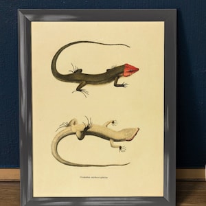 Lizard Poster, Reptile Lover Print,  Vintage Science Animal Drawing,  Lizard Print, Gift  for Zoology Student, Wall Art for Science Teacher