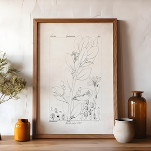 Wissenschaftliche botanische Illustration, Bauernhaus Blumen Druck, schwarzweiße Pflanze Poster, Neutrale Wand Kunst, Cottagecore Blumen Zeichnung, P5