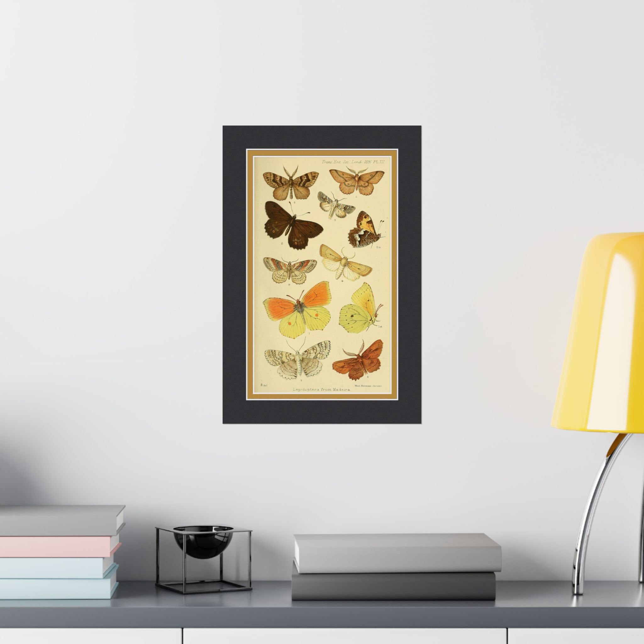 Vintage Biological Butterfly Illustration, Antique Science Nature Print ...