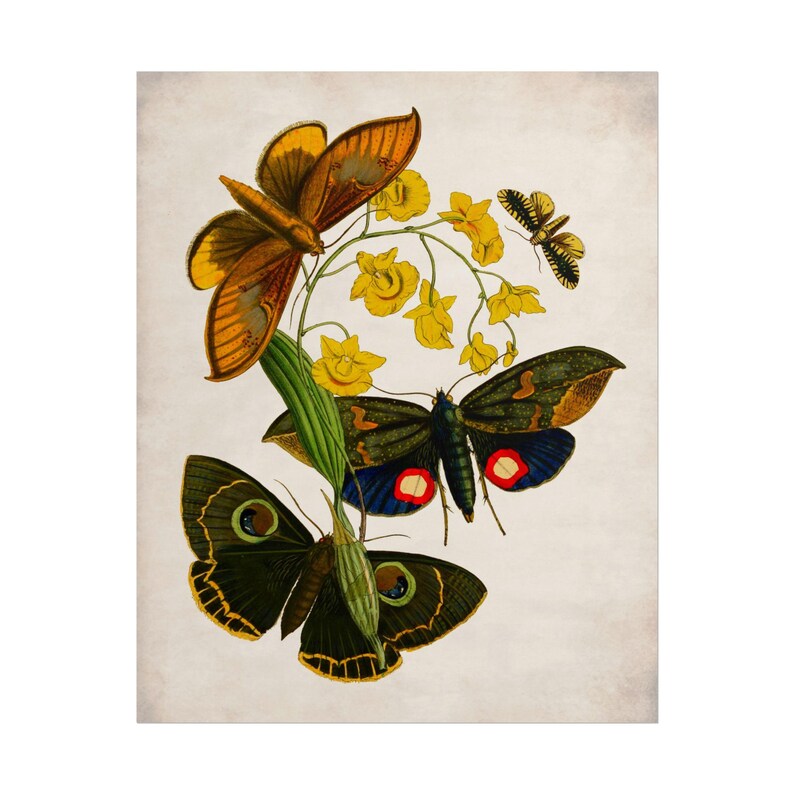 Vintage Biological Insect Illustration, Farmhouse Wall Art, Science ...