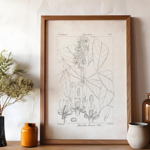 Wissenschaftliche botanische Illustration, Bauernhaus Blumen Druck, schwarzweiße Pflanze Poster, Neutrale Wand Kunst, Cottagecore Blumenzeichnung, P3