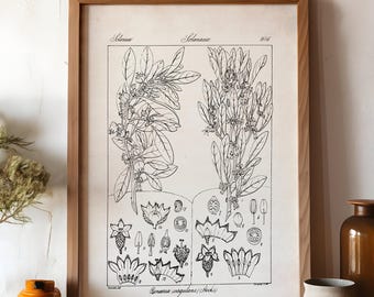 Scientific Botanical Illustration, Farmhouse Flower Print, Black and White Plant Picture, Victorian Neutral Wall Art, Cottagecore Floral