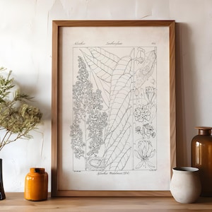 Wissenschaftliche botanische Illustration, Bauernhaus Blumen Druck, schwarzweiße Pflanze Poster, neutrale Wand Kunst, Cottagecore Blumen Zeichnung, P6