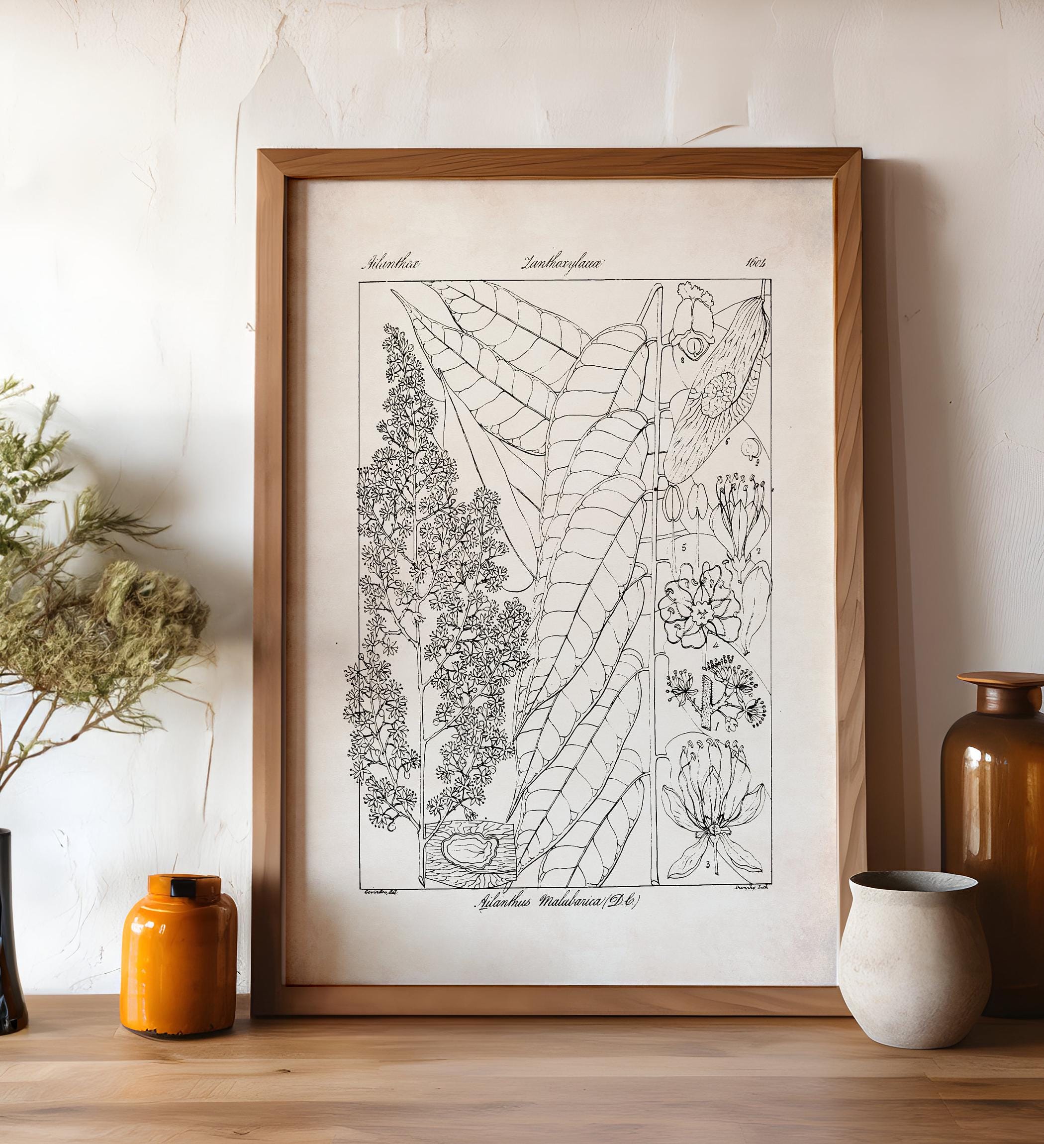 Scientific Botanical Illustration, Farmhouse Flower Print, Black and White Plant Poster, Neutral Wall Art, Cottagecore Floral Drawing, P6