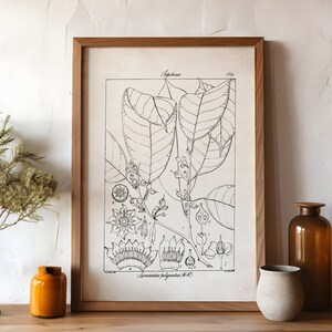 Botanical Scientific Illustration, Vintage Rustic Print, Cottagecore Plant Artwork, Farmhouse Wall Art, Black and White  Drawing, Botany, P1