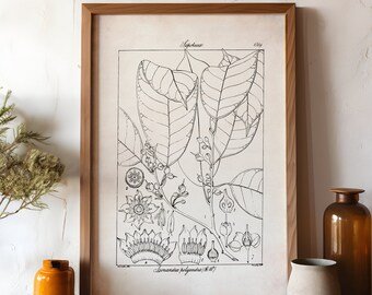 Botanical Scientific Illustration, Vintage Rustic Print, Cottagecore Plant Artwork, Farmhouse Wall Art, Black and White  Drawing, Botany, P1