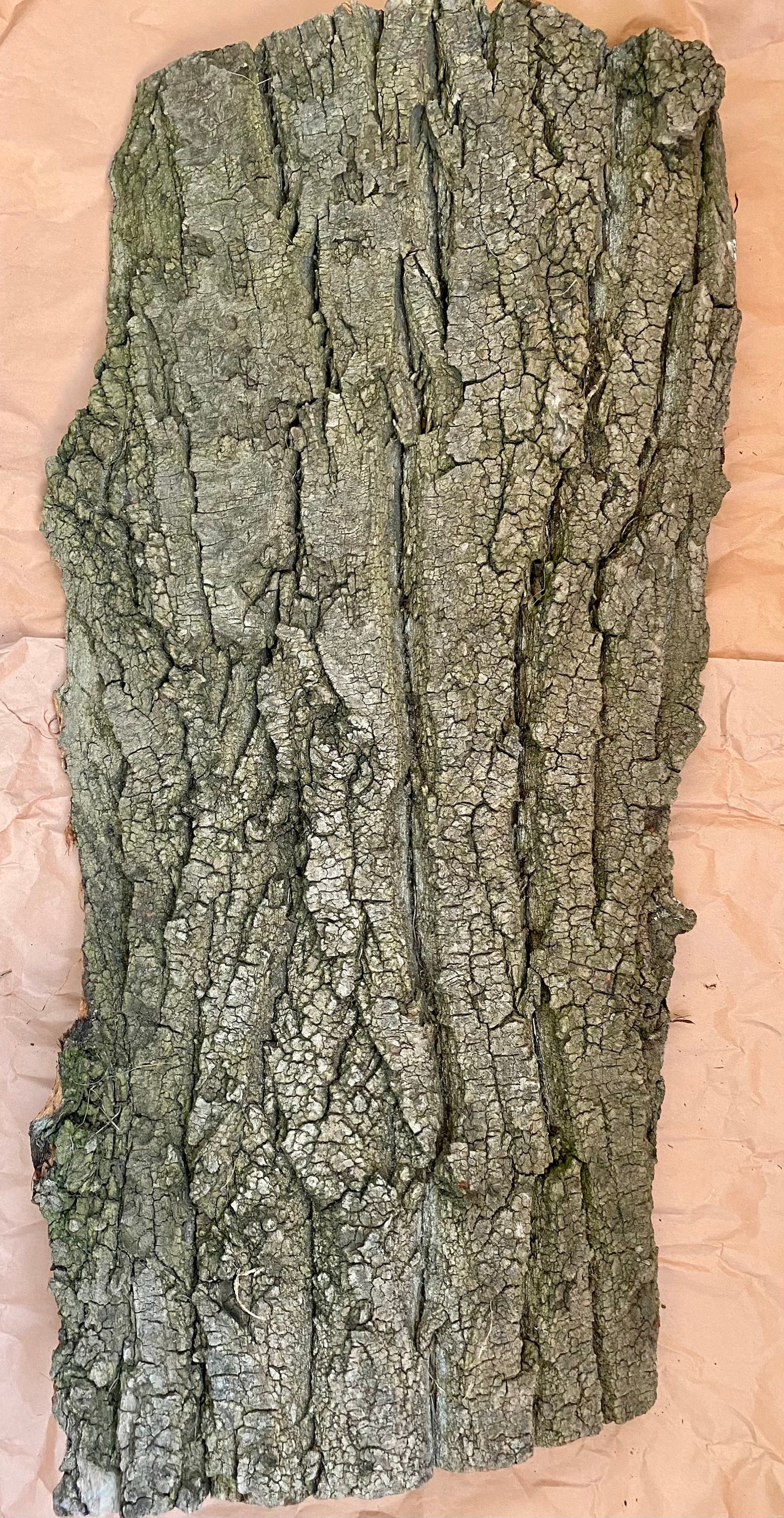 Extra large piece of bark. Natural tree bark. Wood bark. Tree Etsy