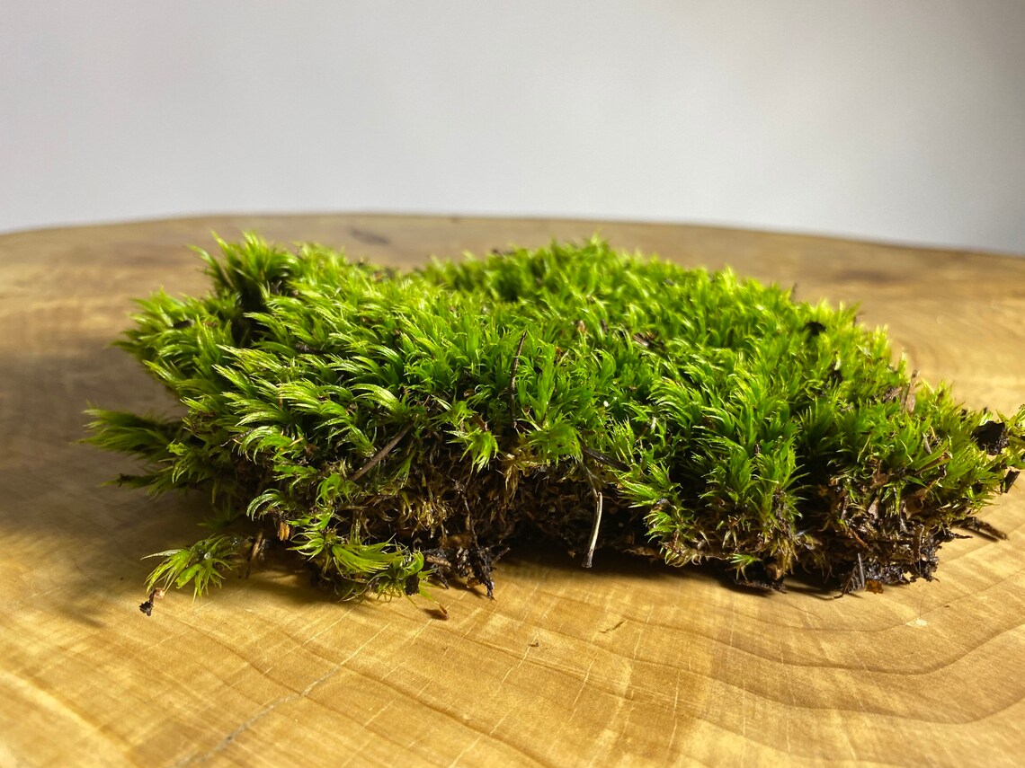 Moss. Sphagnum Moss for Terrariums. Wild Green Moss. Terrarium Etsy