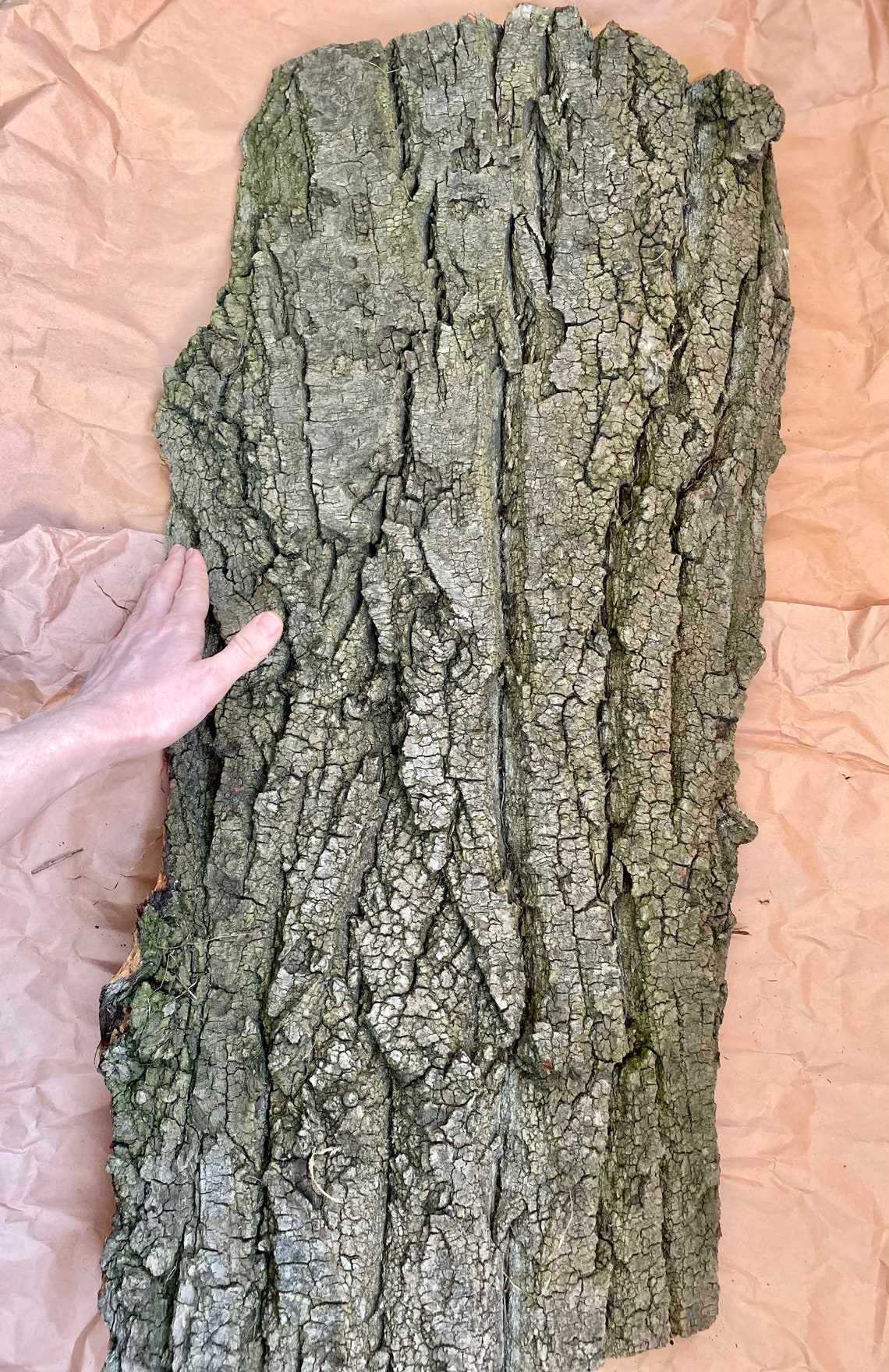 Extra large piece of bark. Natural tree bark. Wood bark. Tree Etsy
