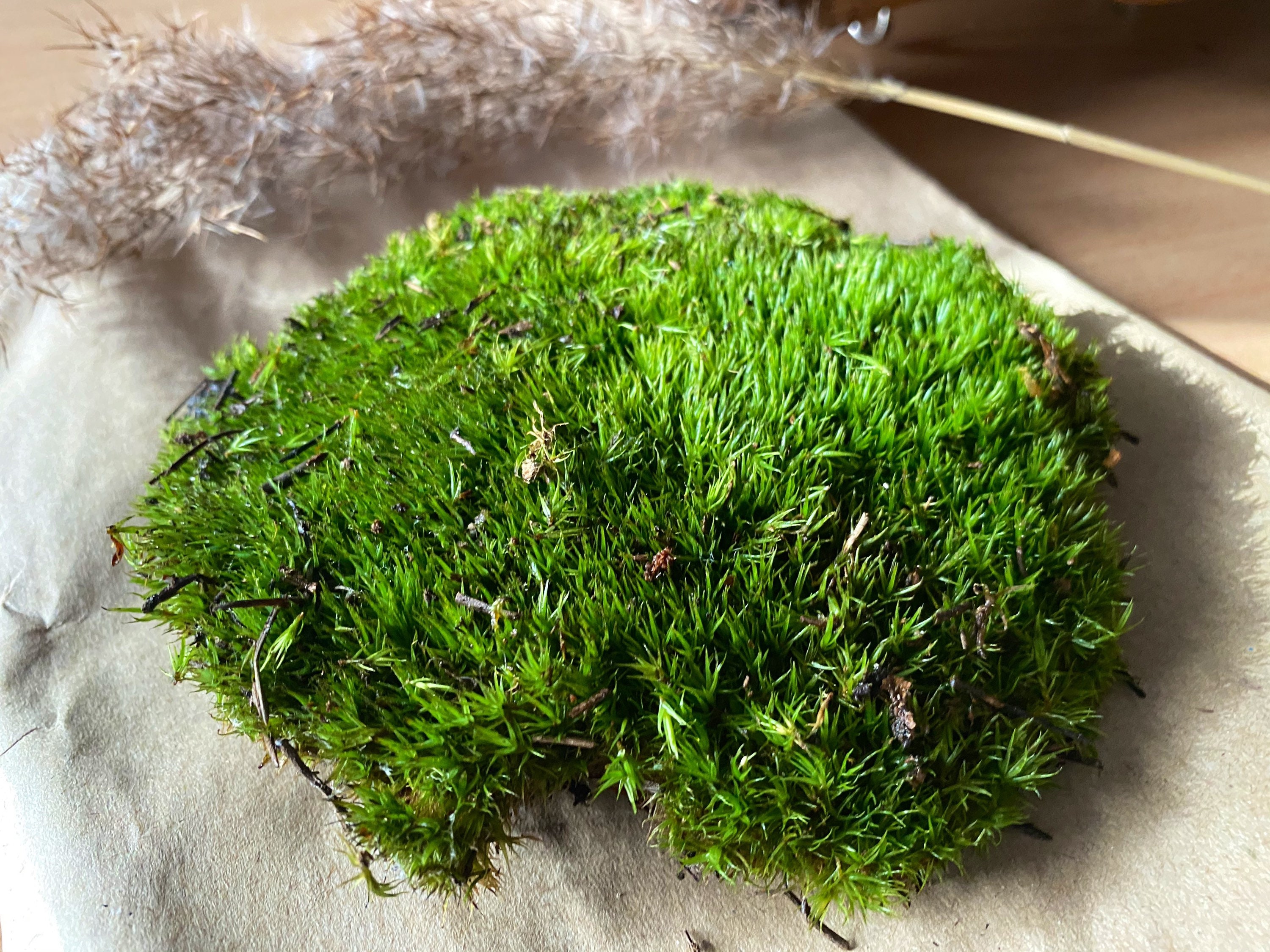 Mood Moss. Pest Free. Moss for Terrariums Vivariums and Etsy Canada