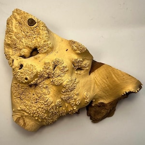 Acacia burl. Woodworking Burl. Epoxy Craft. Live edge wood. Burl wood. Burl slab. Burl. Wooden burl. Wood turning block