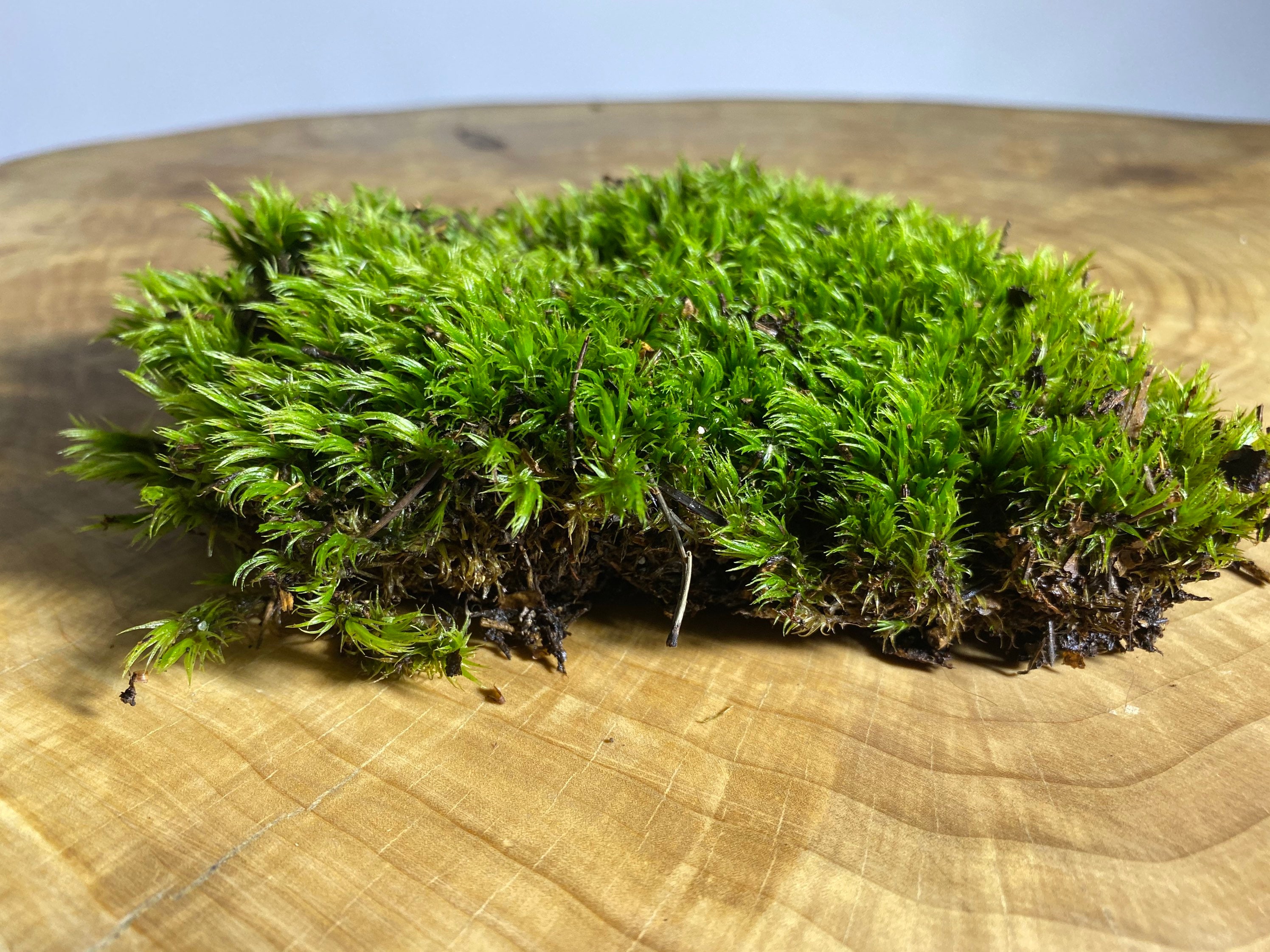 Moss. Sphagnum moss for terrariums. Wild green moss. Terrarium Etsy