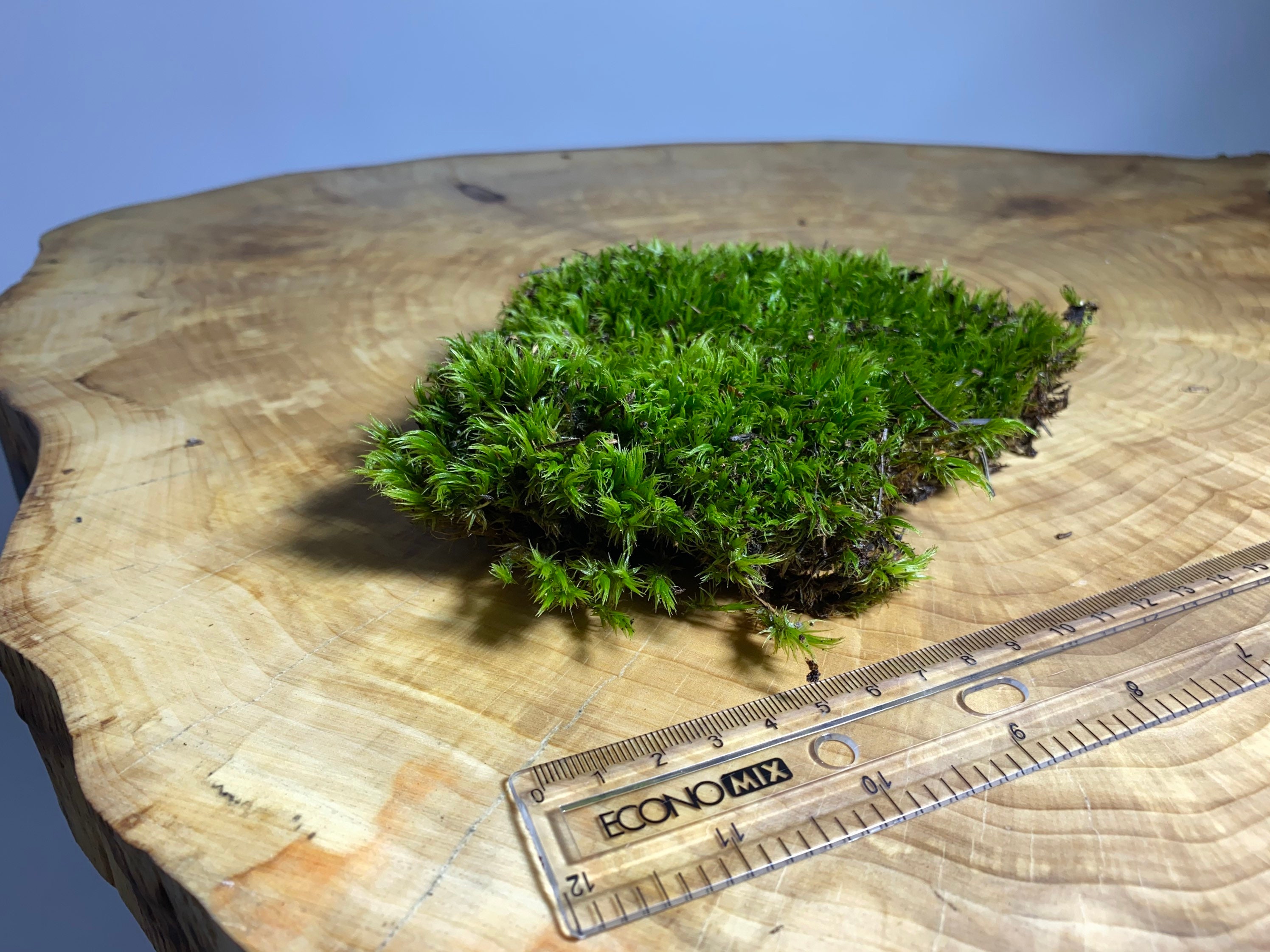 Moss. Sphagnum moss for terrariums. Wild green moss. Terrarium Etsy