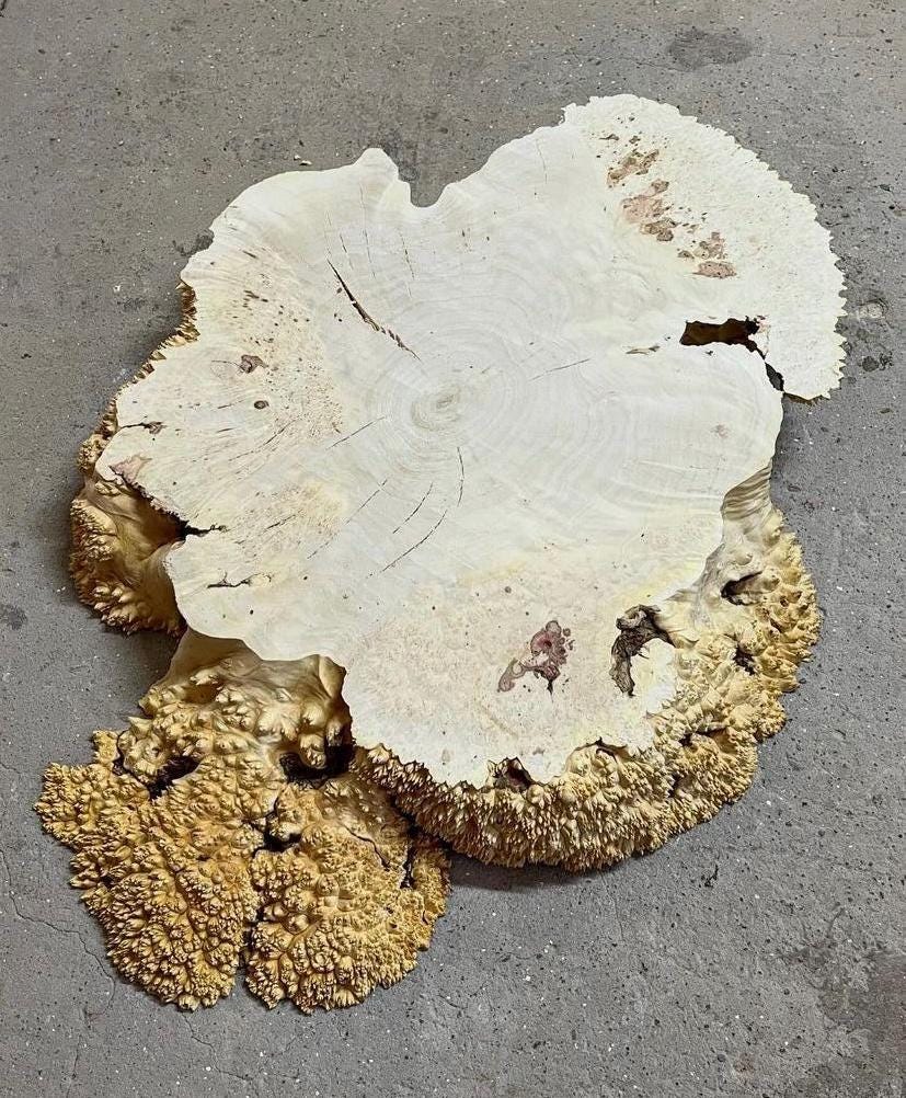 Maple burl wood. 31.1”. California Maple Burl. Resin casting. Live Edge Wood. Burl. Round Slab. Wood piece. Epoxy. Burl slab. Stabilisation