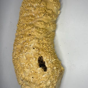 May include: A light-coloured, textured piece of wood with an unusual, organic shape. The wood has a bumpy, almost bubbly surface, with a darker, irregular area near the centre. The overall colour is a warm, natural tone.
