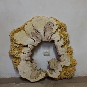 Pode incluir: Uma grande laje de madeira com uma forma natural e orgânica. A madeira apresenta uma cor bege clara com riscas castanhas mais escuras e uma borda exterior texturizada amarelo dourado. O centro é oco, revelando a parede atrás.