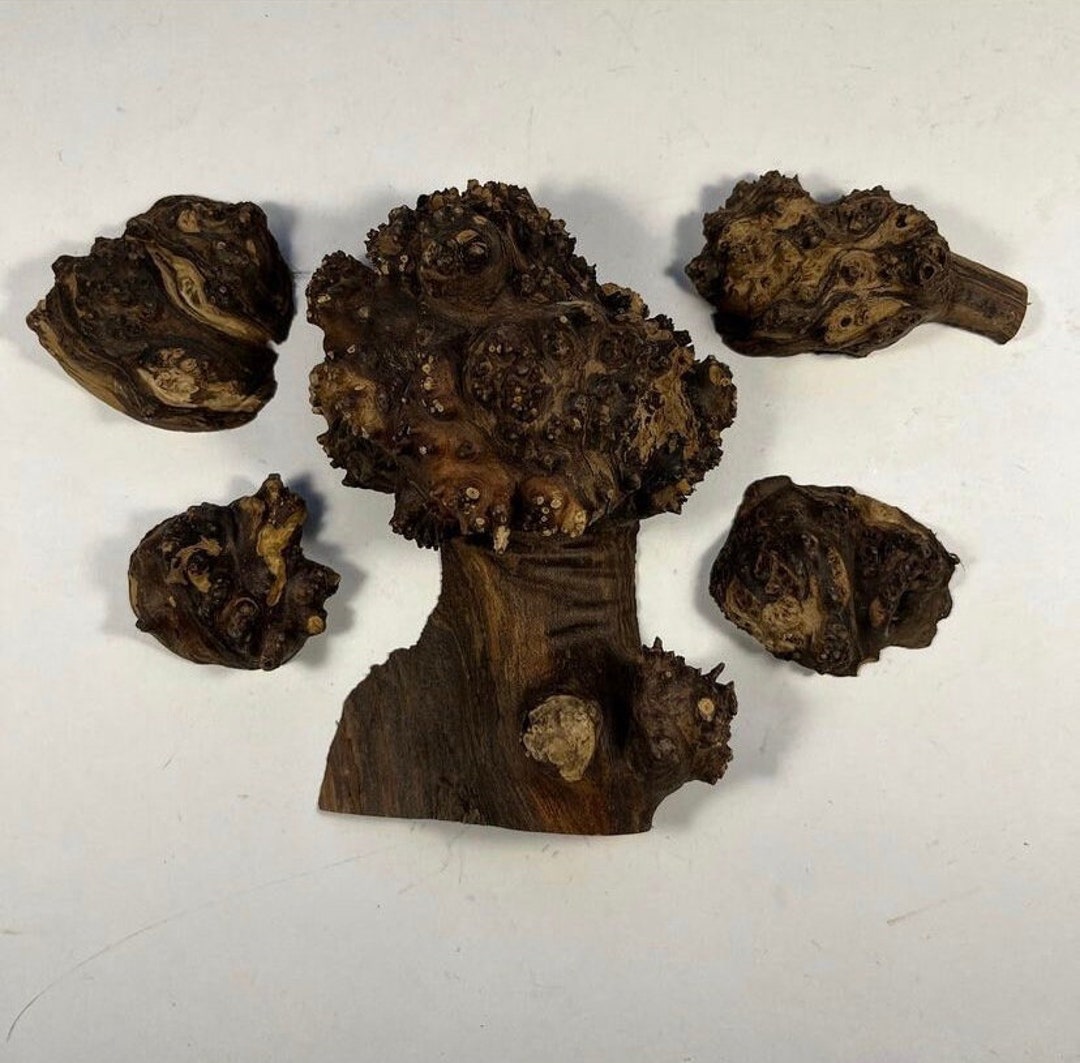 Set of Burl Wood. Burl Wood. Live Edge Wood. Burls Mix. Olive Etsy