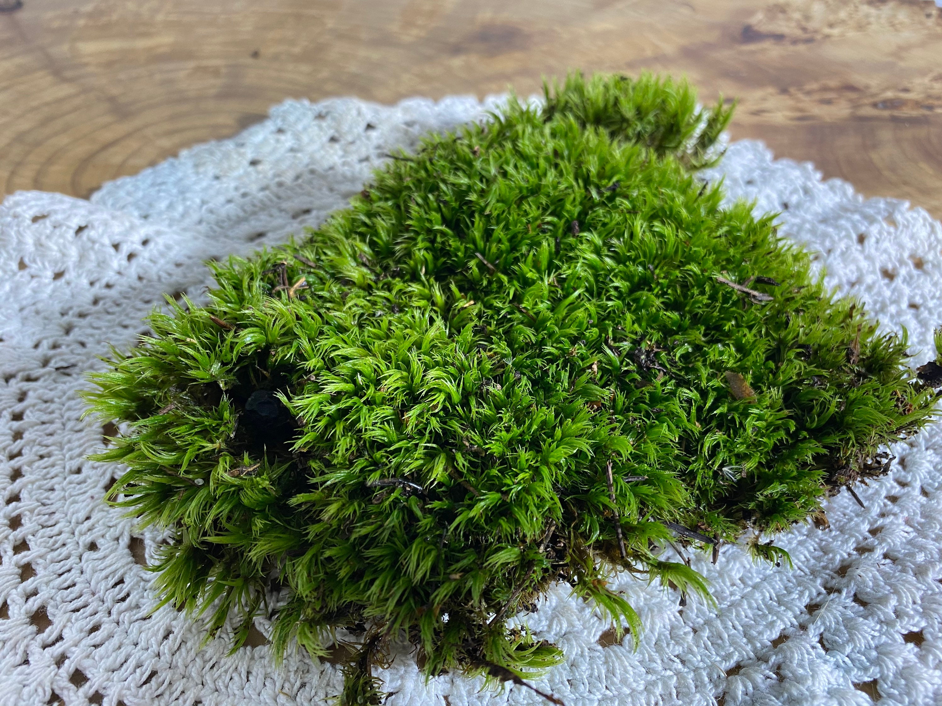 Moss. Sphagnum moss for terrariums. Wild green moss. Terrarium Etsy