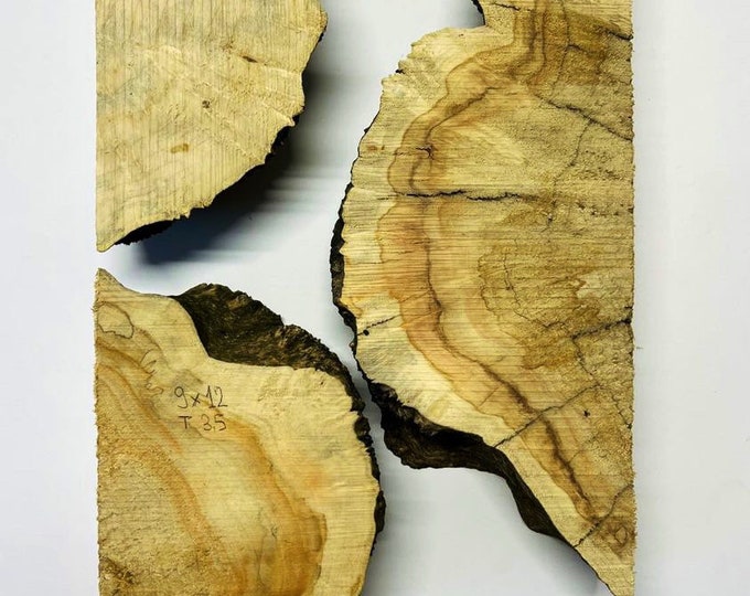 Set of Burl Wood. Burl Wood. Live Edge Wood. Dried Burl Slabs. Big