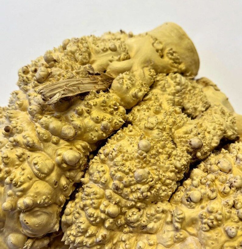 Maple Burl. Wood Burl. Live Edge Slab. Epoxy Resin. Burl. Etsy