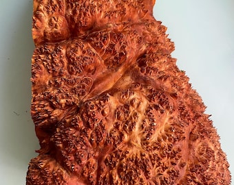 Dried Alder Burl Wood Slab: Live Edge Resin Art