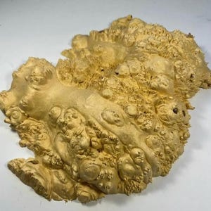 Maple burl. Burl cap. Wood turning. Live Edge Wood. Burl. Wood Slab. Wood piece. Epoxy. Resin. Burl piece. Stabilisation. Burl art